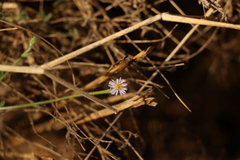 Vittadinia dissecta hirta