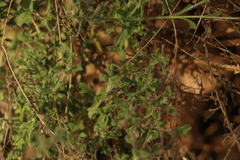 Vittadinia dissecta hirta