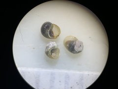 Pyrgulopsis neritella