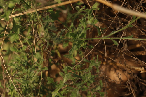 Image of Vittadinia dissecta by (c) Greg Tasney, some rights reserved (CC BY-SA)