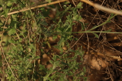 Vittadinia dissecta hirta