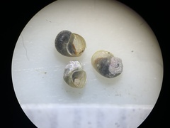 Pyrgulopsis neritella