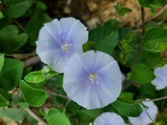 Jacquemontia pringlei