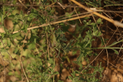 Image of Vittadinia dissecta by (c) Greg Tasney, some rights reserved (CC BY-SA)