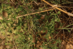 Vittadinia dissecta hirta