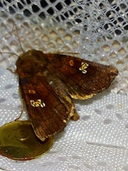 Amphipoea oculea