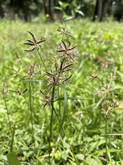 Cyperus spectabilis