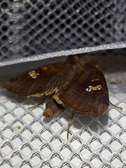 Amphipoea oculea