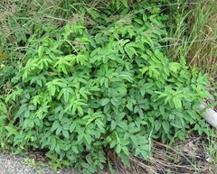 Sanguisorba canadensis