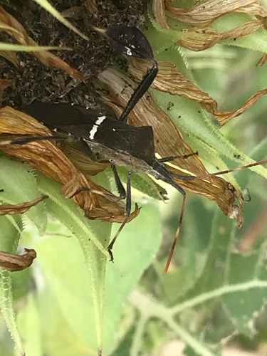 Eastern leaf-footed bug