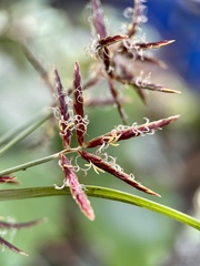 Cyperus spectabilis