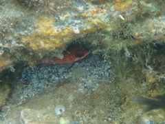 Sargocentron coruscum