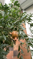 Punica granatum