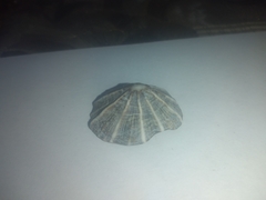 Siphonaria gigas