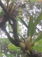 Oncidium leucochilum