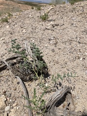 Dalea lanata terminalis