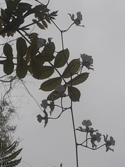 Oncidium leucochilum