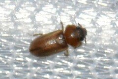 Tropicus pusillus