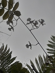 Oncidium leucochilum