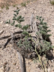 Dalea lanata terminalis