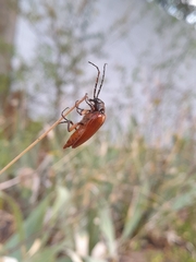 Cebrio gigas