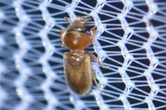 Tropicus pusillus