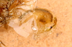 Eulimnadia agassizii