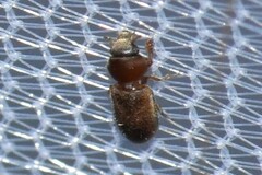 Tropicus pusillus