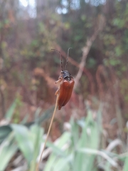 Cebrio gigas