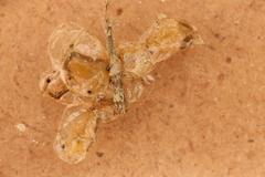 Eulimnadia agassizii