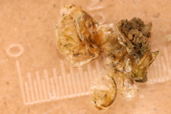 Eulimnadia agassizii