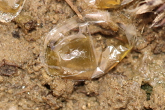 Eulimnadia agassizii