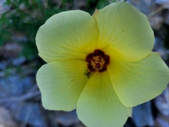 Hibiscus coulteri