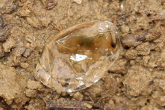 Eulimnadia agassizii