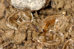 Eulimnadia agassizii
