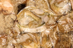 Eulimnadia agassizii