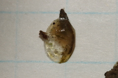 Eulimnadia agassizii