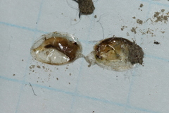 Eulimnadia agassizii