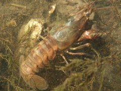 Faxonius rusticus × propinquus