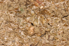 Eulimnadia agassizii