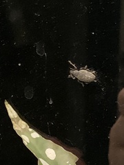 Otiorhynchus singularis