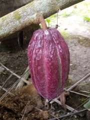 Theobroma cacao