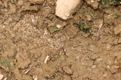 Eulimnadia agassizii