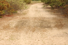 Eulimnadia agassizii