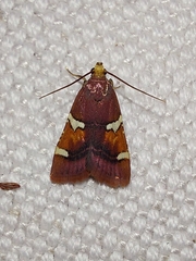 Pyralis cardinalis