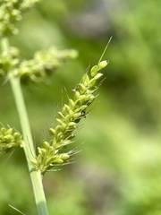 Setaria grisebachii