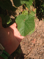 Vitis arizonica