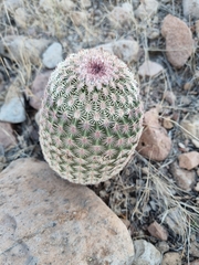 Echinocereus pectinatus rutowiorum