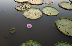 Victoria amazonica
