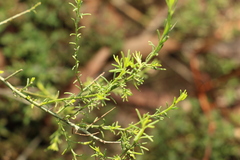 Maireana microphylla